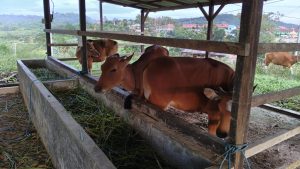 Sapi