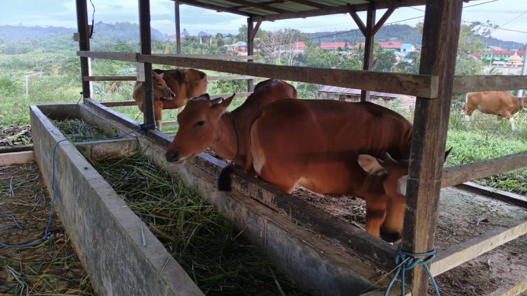 Sapi