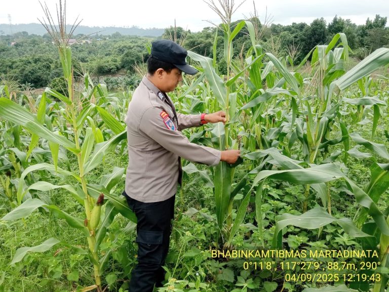 jagung